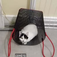Comète, chatte à adopter
