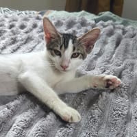 MOLLY, chat femelle junior, chatte à adopter