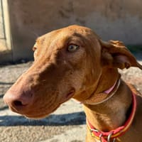 VIOLET (Maria), chienne à adopter