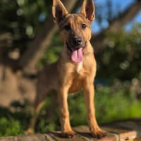 TOBY (Maria), chien à adopter