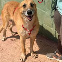 TÉO (Lara), chien à adopter