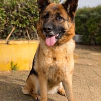 TANA (Maria), chienne à adopter