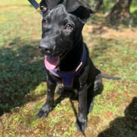 ROSCON (Lara), chien à adopter