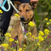 GUPPY (Maria), chien à adopter