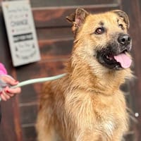 FUDGE (Maria), chien à adopter