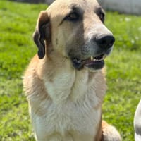 CLYDE (Maria), chien à adopter