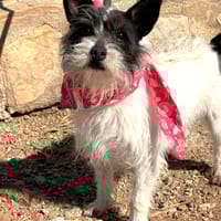 BRUNA (Lara), chienne à adopter