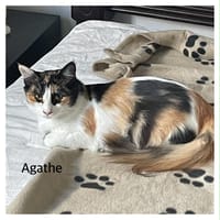 AGATHE CHATONNE REUNION, chatte à adopter