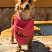 BRISA (Lara), chienne à adopter