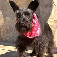 BRANDY (Lara), chienne à adopter