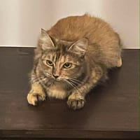 ALLIX CHATONNE REUNON, chatte à adopter