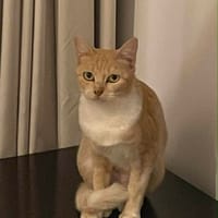 ANDREA CHATONNE REUNION, chat à adopter