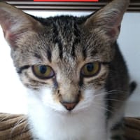 CHACHA chtonne réunion, chatte à adopter
