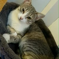 CHANEL chatonne réunion, chatte à adopter