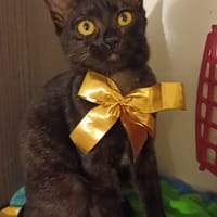 PRINCE chaton réunion, chat à adopter