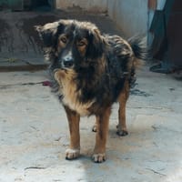 ILDE, chien à adopter