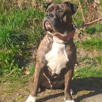 Tyson, Hund zur Adoption