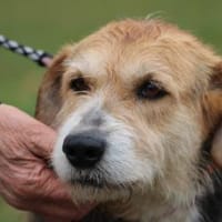 Bacey - ruhig u. sehr anhänglich, Hündin zur Adoption