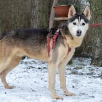 Yukon, Hund zur Adoption