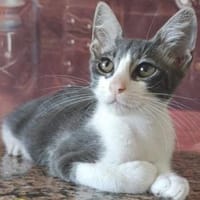 Julius  Charmantes Katercherchen, Kater zur Adoption