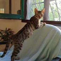 Billy & Rally- Zuckersüße Brüder, Kater zur Adoption