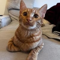 Nacho - in 17309 Pasewalk, Kater zur Adoption