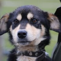 Marlin - kinderlieber Jungrüde, Hund zur Adoption