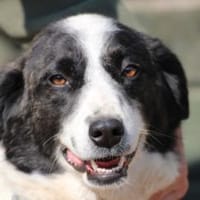 Pintia - zutraulich u. kinderlieb, Hündin zur Adoption