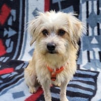 Malteser,shitzu Yorky Bolonka ?  Mix, Hündin zur Adoption