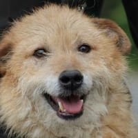 Lemon - zutraulich u. aufgeweckt, Hund zur Adoption