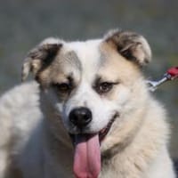 Pinti - goldiger Jungrüde, Hund zur Adoption