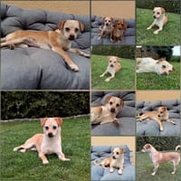 Beagle Pinscher Mischling (w) sucht, Hündin zur Adoption