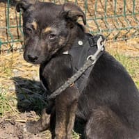 Paul wartet in 79853 auf seine Menschen!, Hund zur Adoption