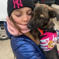Wisey wartet in Hamburg auf sein Zuhause, Hund zur Adoption