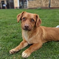 Dackelmischling (w) 8 Monate sucht, Hündin zur Adoption