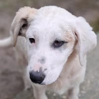 Thira, unser Sonnenschein, Hündin zur Adoption