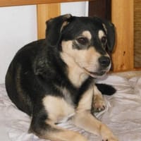 Der besondere Lord, Hund zur Adoption