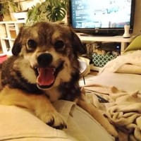 Hale wartet in 55432 Damscheid auf Dich!, Hund zur Adoption