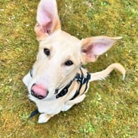 BARNEY  sucht sein Für-immer-Zuhause, Hund zur Adoption