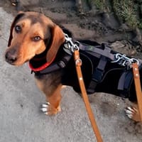 Hanni - sucht ihre Familie, Hündin zur Adoption