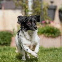 Anton Kokonimix Rüde 8 Monate in 41751, Hund zur Adoption