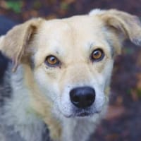 HILDE 2 ist eine Traumhündin, Hündin zur Adoption