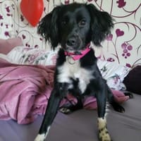 Daisy Mix Hündin 6 Monate alt in 78166, Hündin zur Adoption