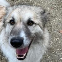 Shine möchte dein Leben erhellen, Hund zur Adoption