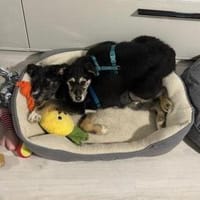 3 hübsche Mischlingswelpen, Hund zur Adoption