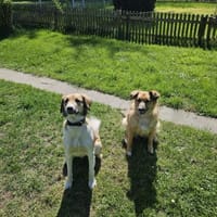 Wilma❤& Pepples suchen eine Endstelle, Hündin zur Adoption