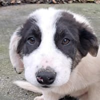 Skia, Hündin zur Adoption