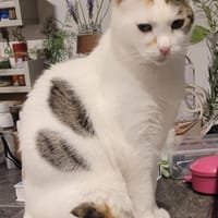 Liebe Fleki sucht ihre Familie, Katze zur Adoption