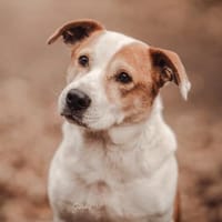 Christoph - ein charmantes Unikum, Hund zur Adoption