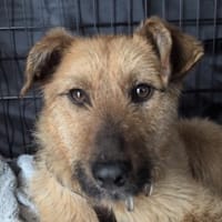 BILBO ist ein fröhliches Kerlchen, Hund zur Adoption